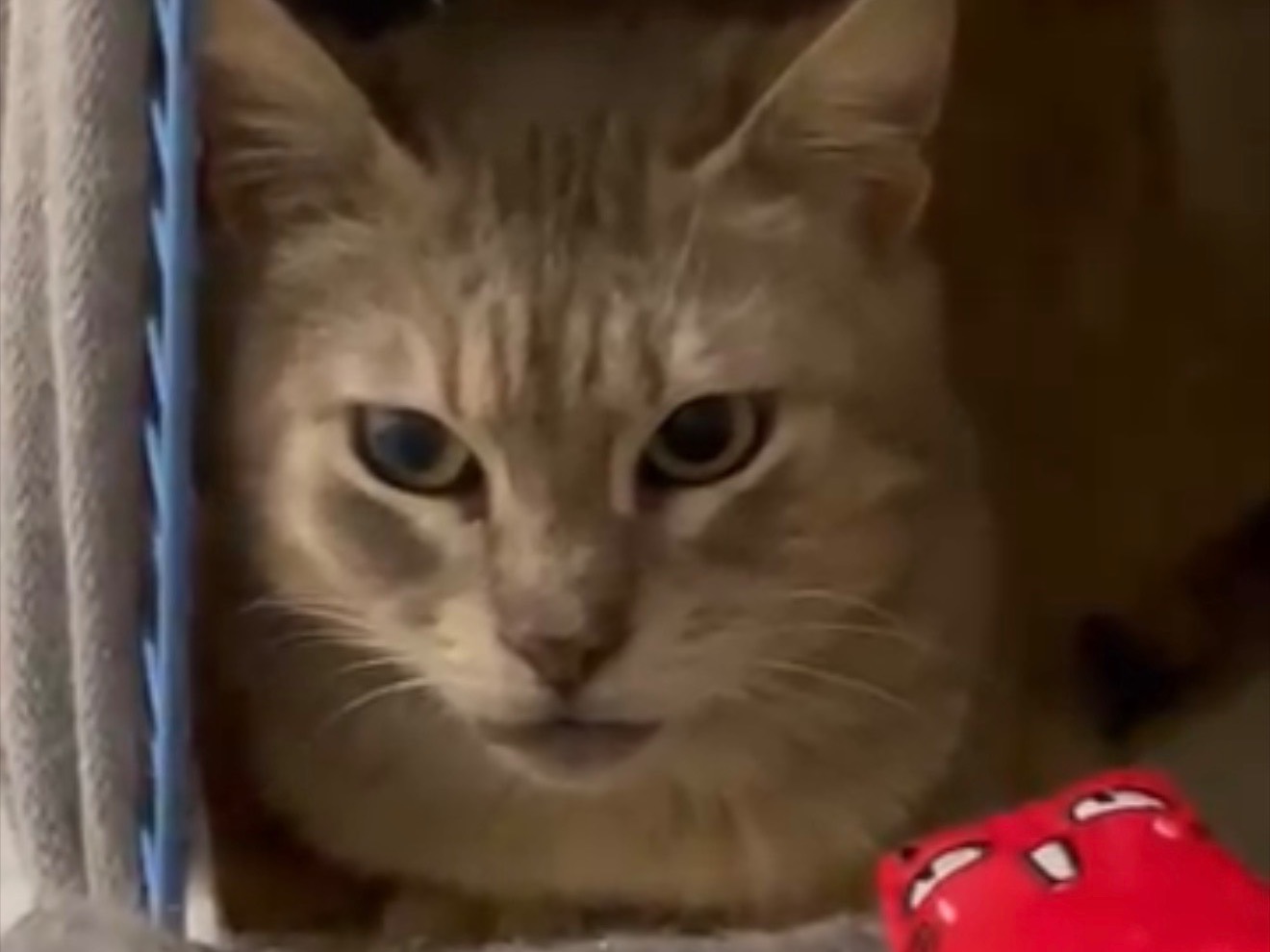 Adozione gatto, femmina, Razza sconosciuta Razza sconosciuta, 11 anni e 8 mesi, taglia non valida, Barletta