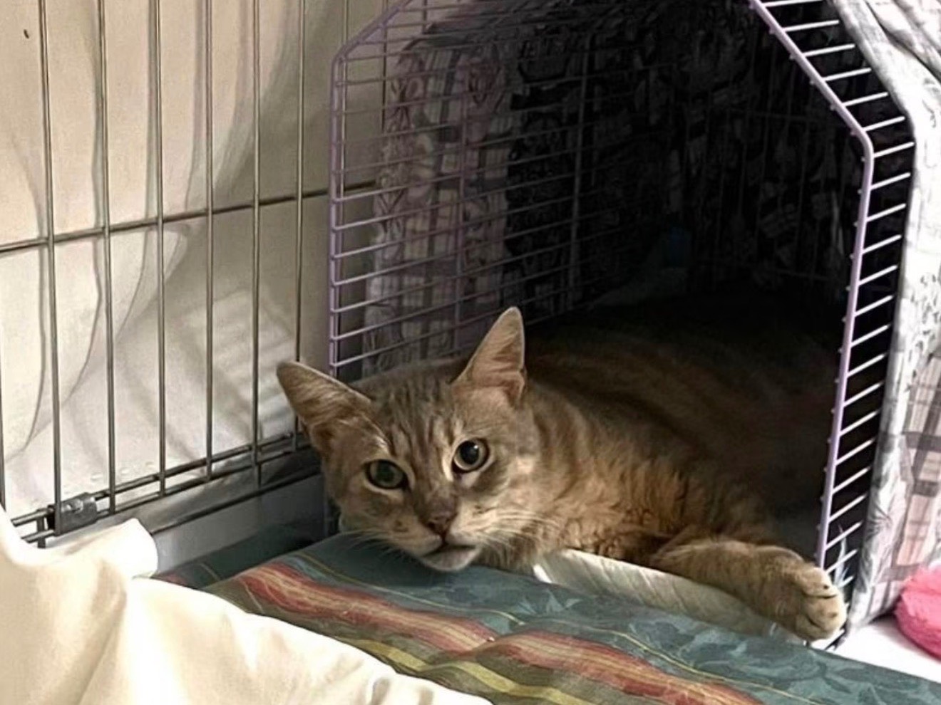 Adotta un gatto, femmina, 11 anni e 8 mesi, Barletta