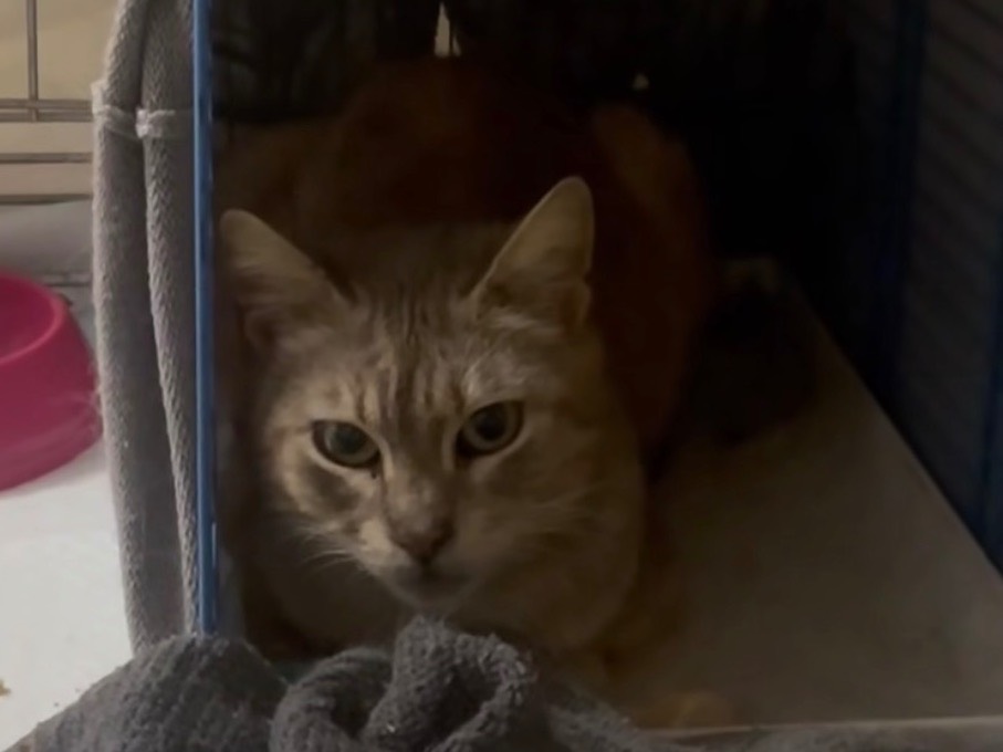Adotta un gatto, taglia non valida, femmina, Barletta