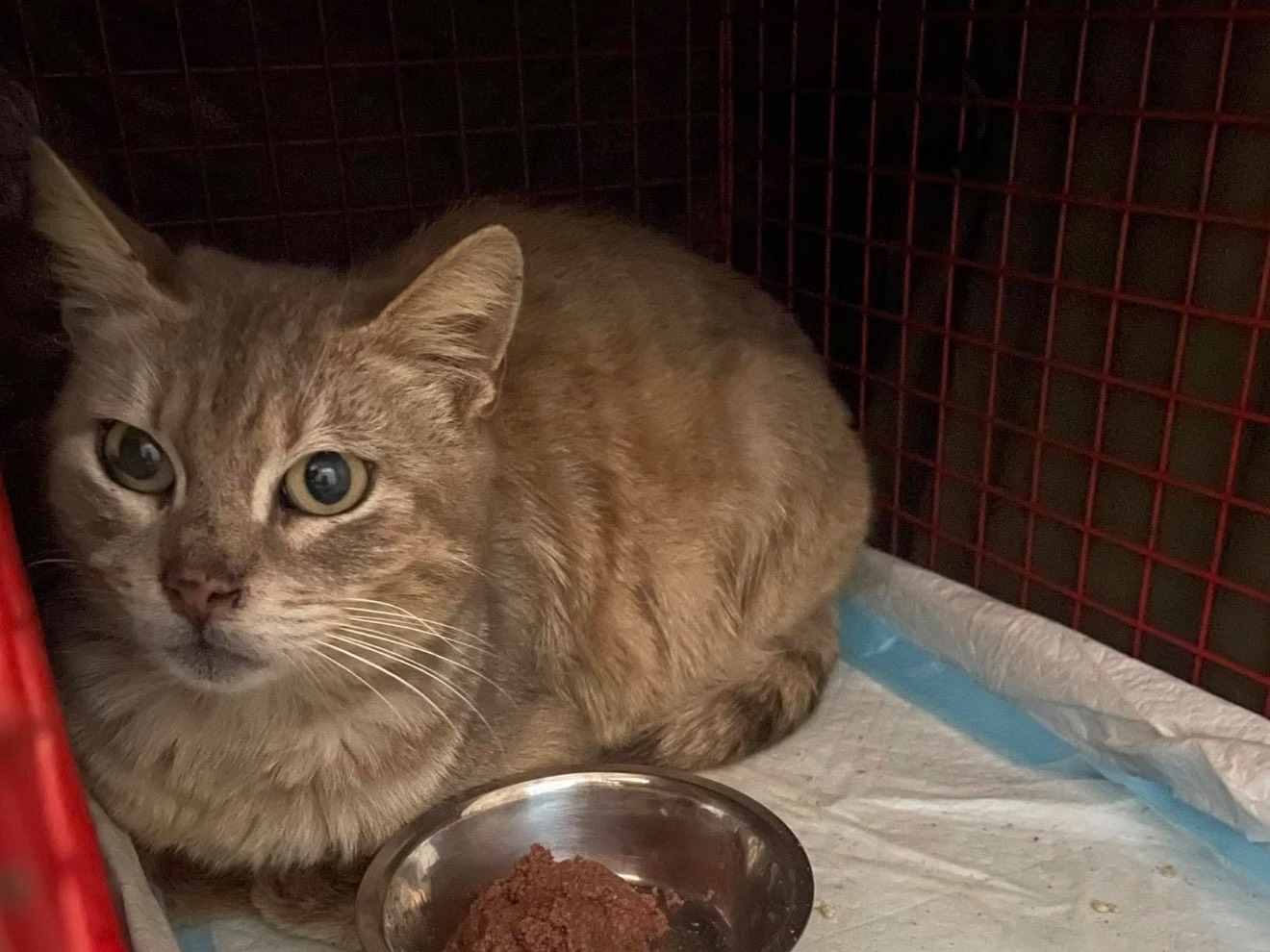Vuoi adottare un gatto a Barletta?