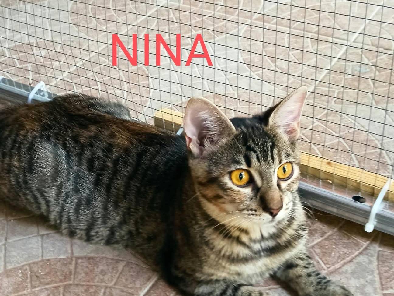 Adozione gatto, femmina, Razza sconosciuta Razza sconosciuta, 4 mesi, taglia non valida, Crotone