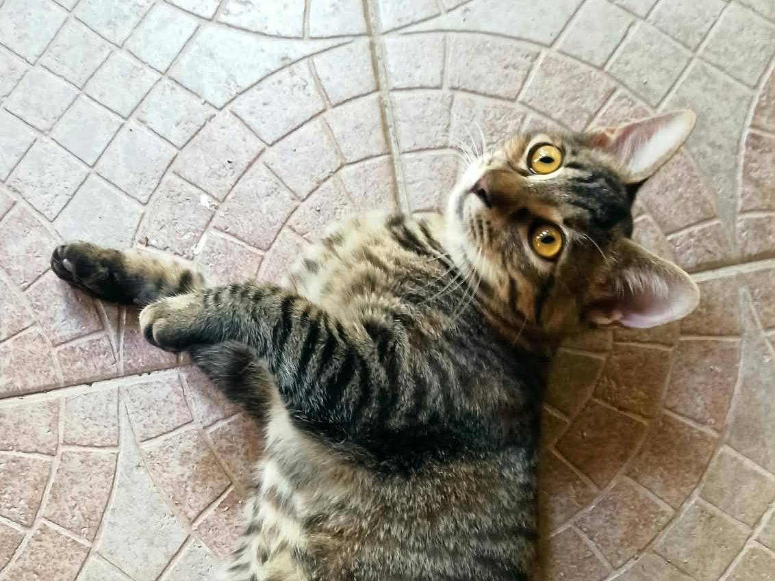 Adotta un gatto, femmina, 4 mesi, Crotone