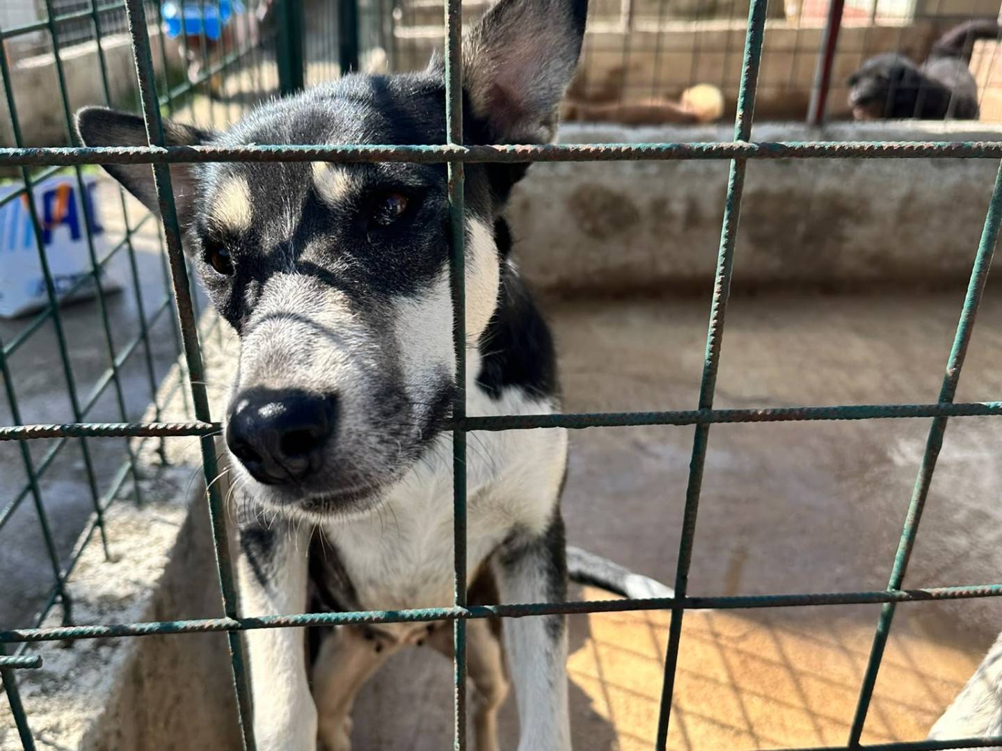 Adozione cane, femmina, Razza sconosciuta Razza sconosciuta, 3 anni e 2 mesi, taglia media, Avellino