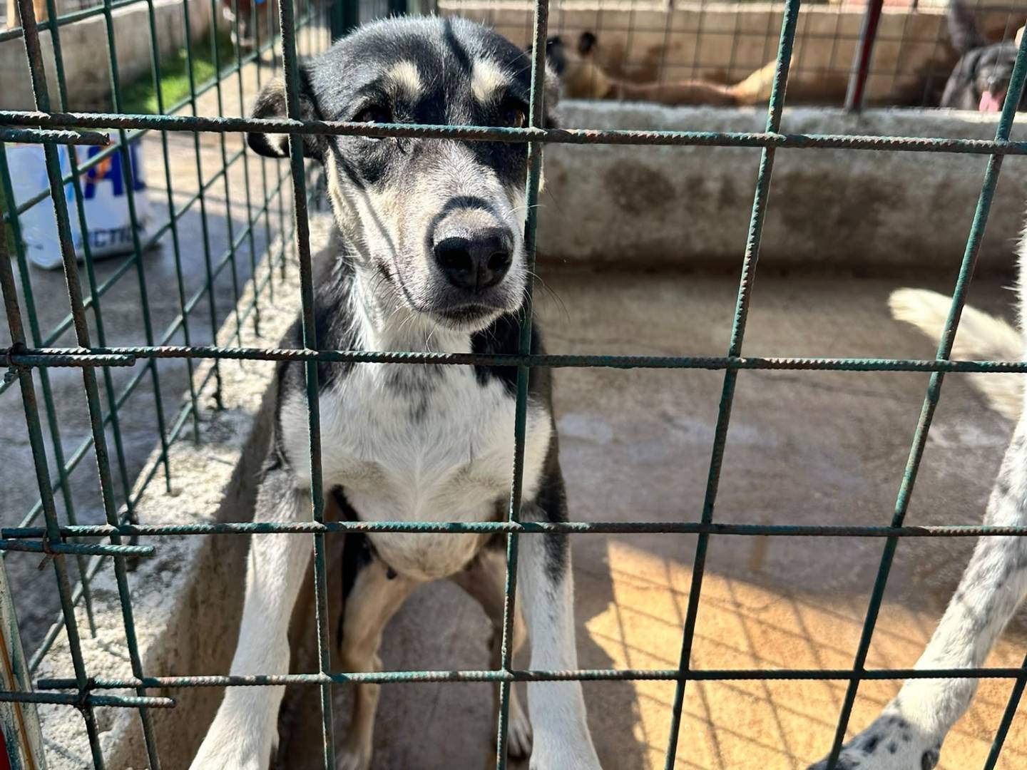 Adotta un cane, femmina, 3 anni e 2 mesi, Avellino