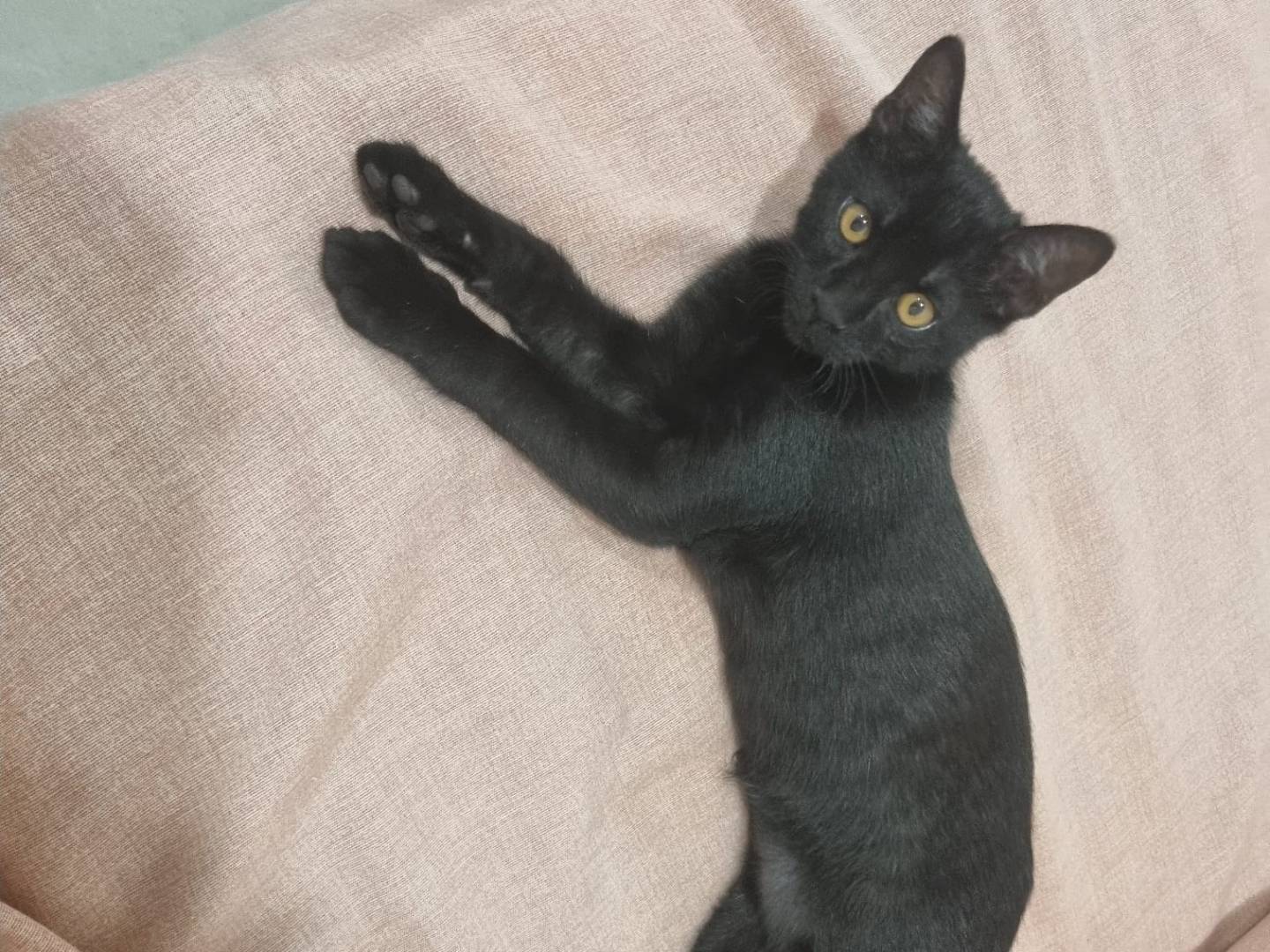 Adozione gatto, maschio, Razza sconosciuta Razza sconosciuta, 3 mesi, taglia non valida, Milano