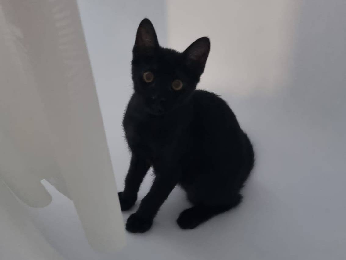 Adotta un gatto, maschio, 3 mesi, Milano
