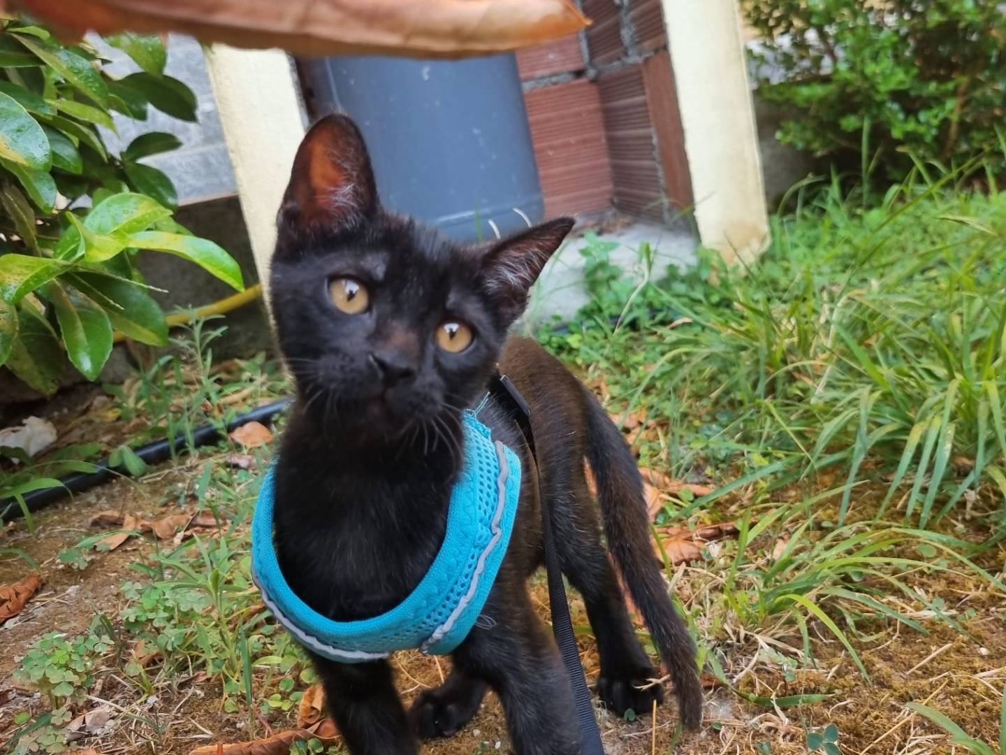 Adotta un gatto, taglia non valida, maschio, Milano
