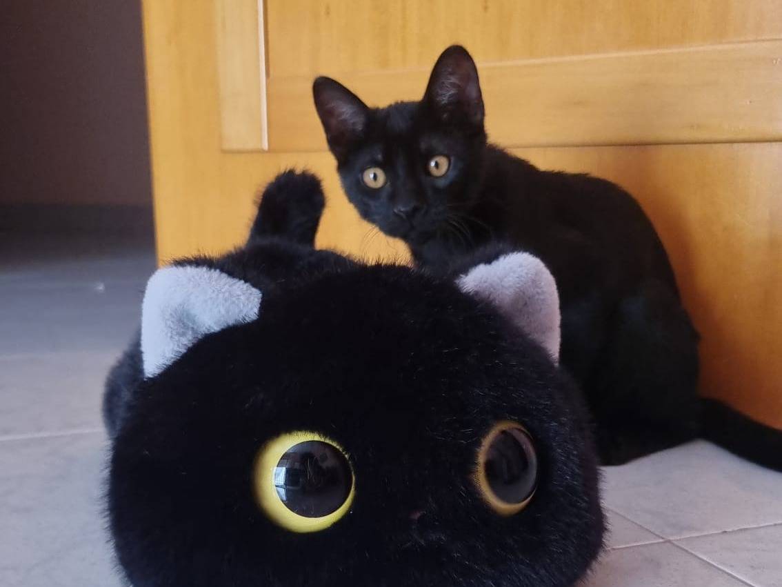 Vuoi adottare un gatto a Milano?