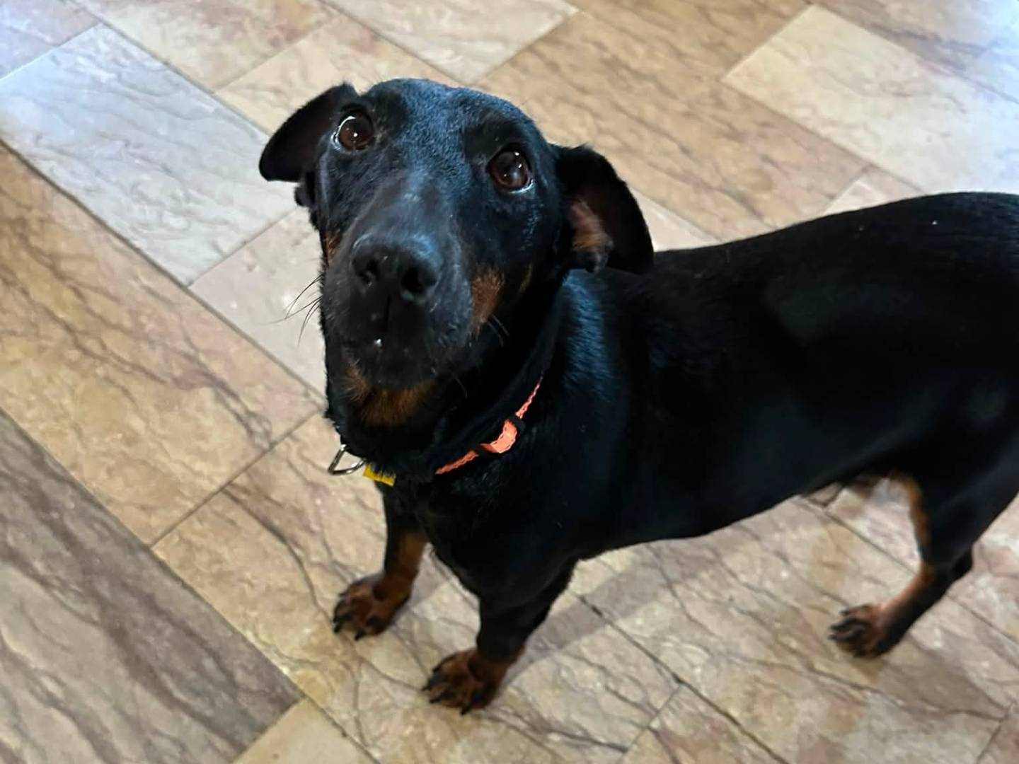 Adotta un cane, femmina, 10 anni, Vibo