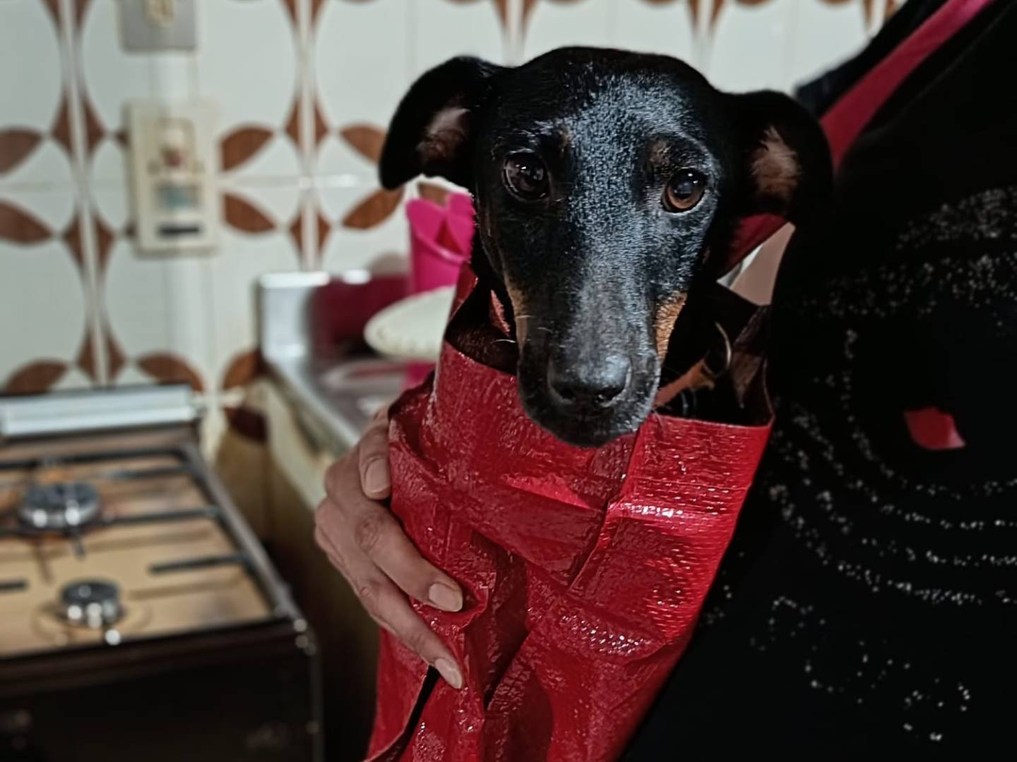 Adotta un cane, taglia piccola, femmina, Vibo