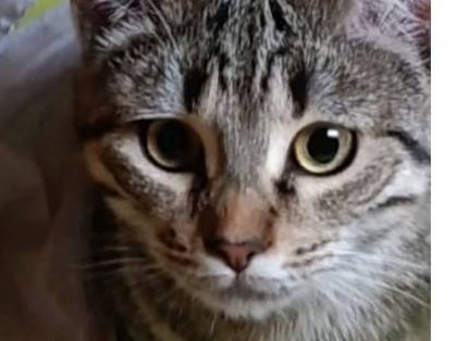 Adozione gatto, femmina, Razza sconosciuta Razza sconosciuta, 2 anni e 5 mesi, taglia non valida, Milano