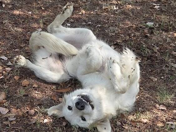 Vuoi adottare un cane a Viterbo?