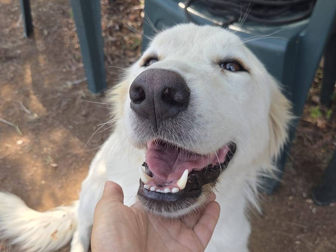Adotta il cane LANA a Viterbo