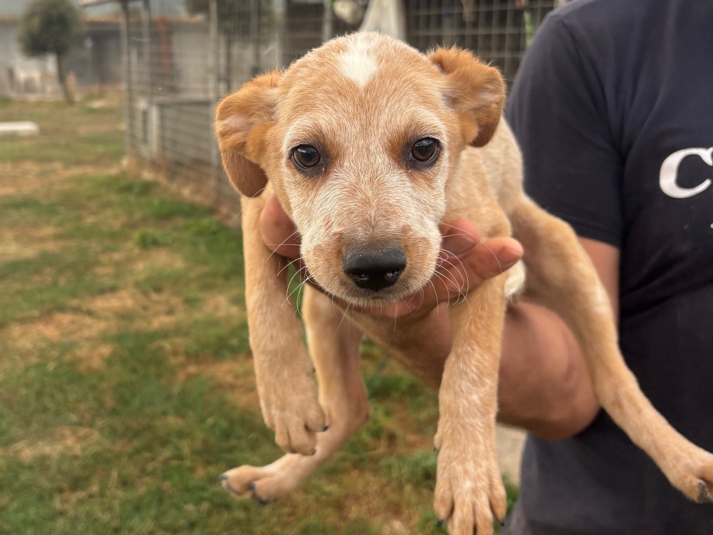 Adotta un cane, femmina, 2 mesi, Frosinone