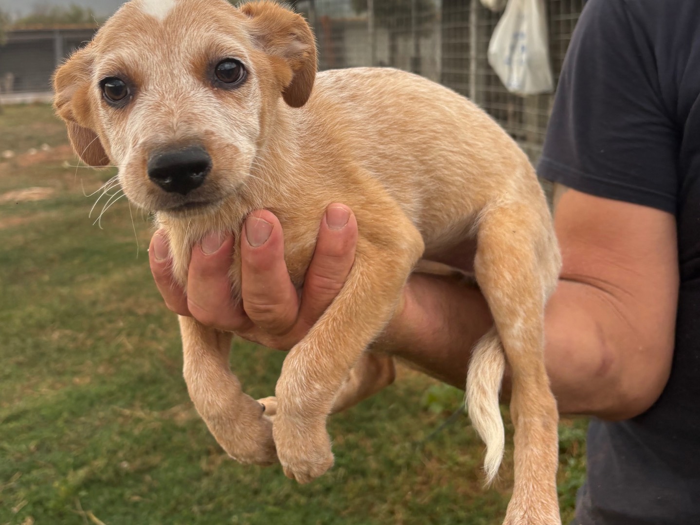 Adotta un cane, taglia piccola, femmina, Frosinone