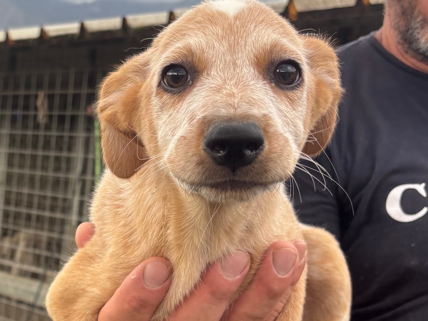 Adozione cane, femmina, Razza sconosciuta Razza sconosciuta, 2 mesi, taglia piccola, Frosinone