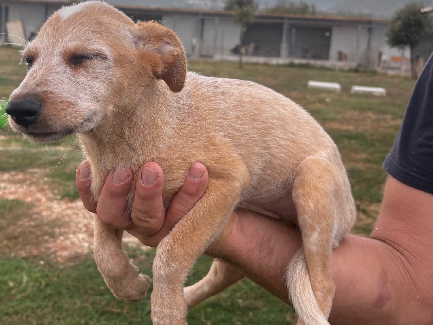 Vuoi adottare un cane a Frosinone?