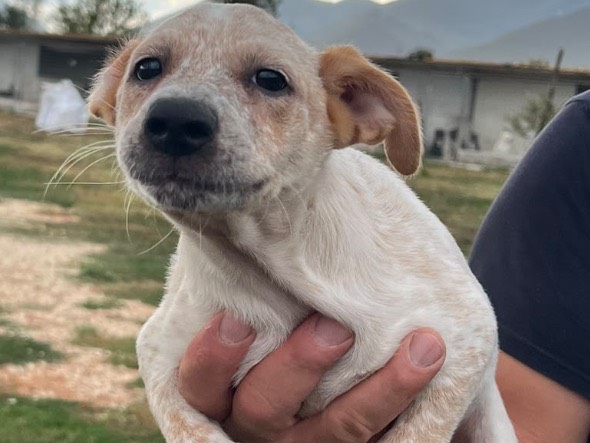 Adotta un cane, femmina, 2 mesi, Frosinone