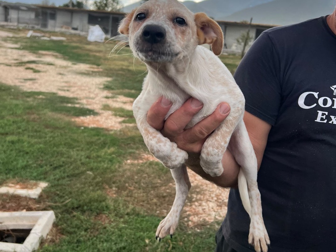 Adotta un cane, taglia piccola, femmina, Frosinone