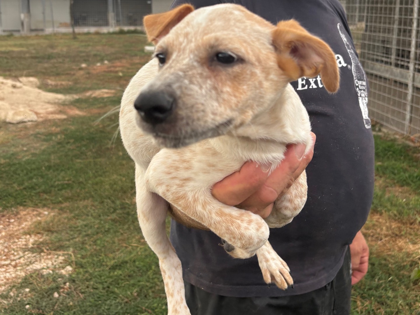 Vuoi adottare un cane a Frosinone?