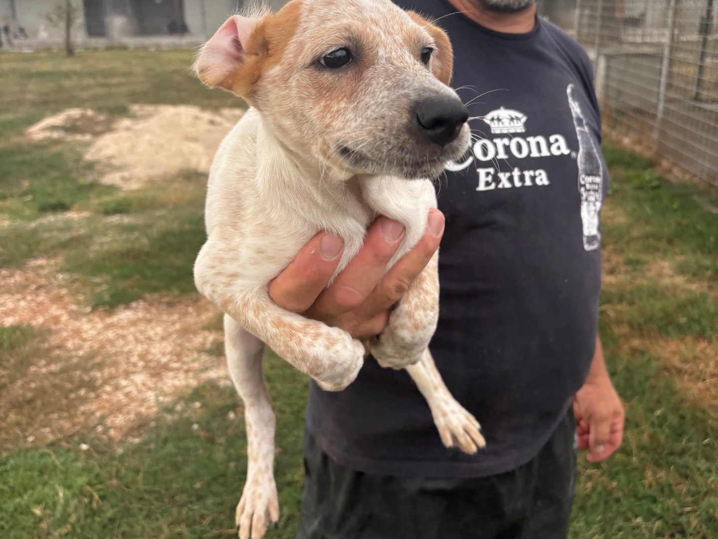 Adotta il cane Era a Frosinone