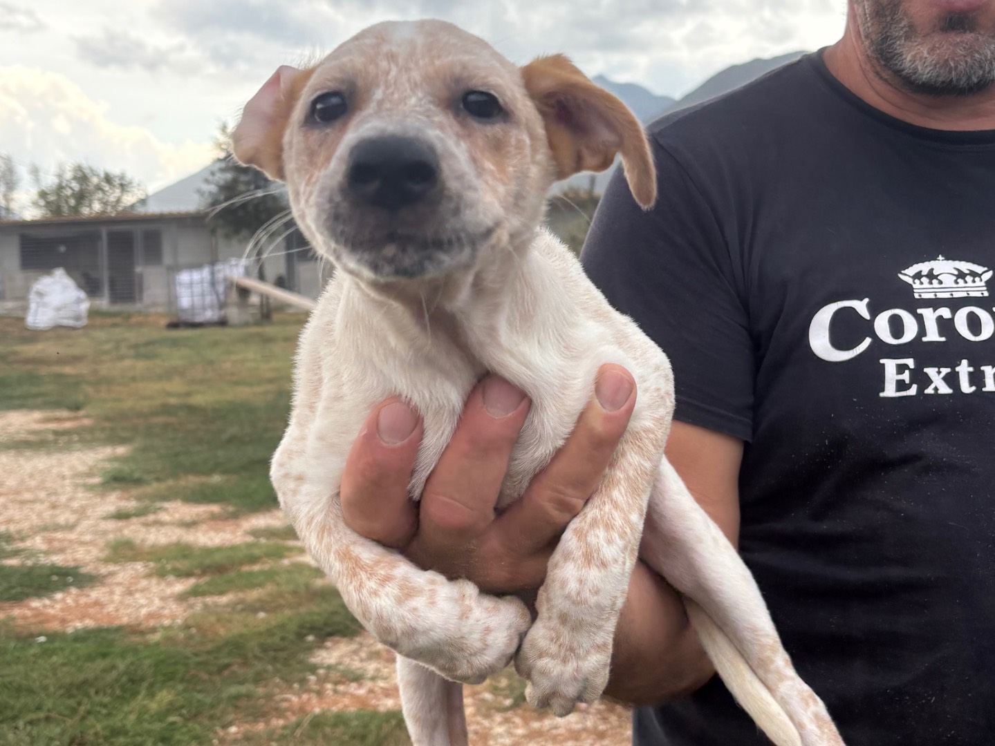 Adozione cane, femmina, Razza sconosciuta Razza sconosciuta, 2 mesi, taglia piccola, Frosinone