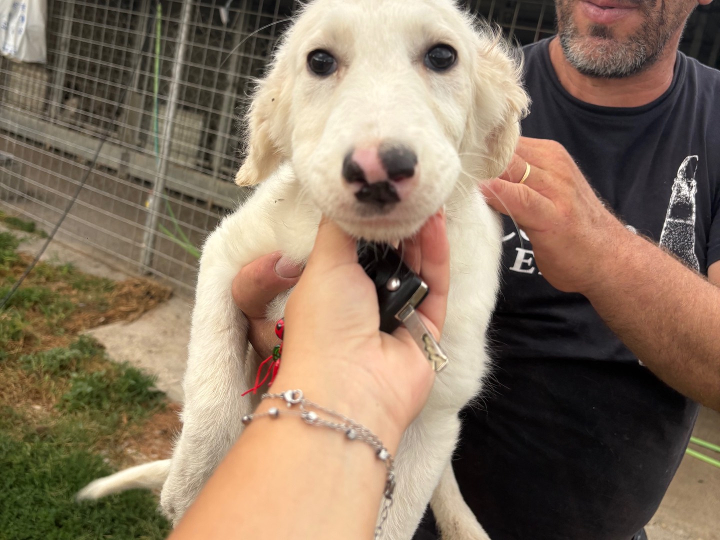 Adozione cane, femmina, Razza sconosciuta Razza sconosciuta, 2 mesi, taglia media, Frosinone