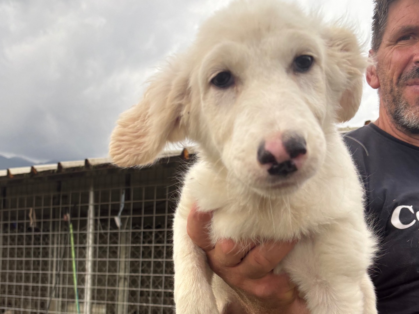 Adotta un cane, femmina, 2 mesi, Frosinone