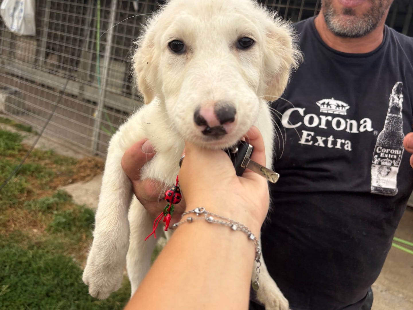 Adotta un cane, taglia media, femmina, Frosinone