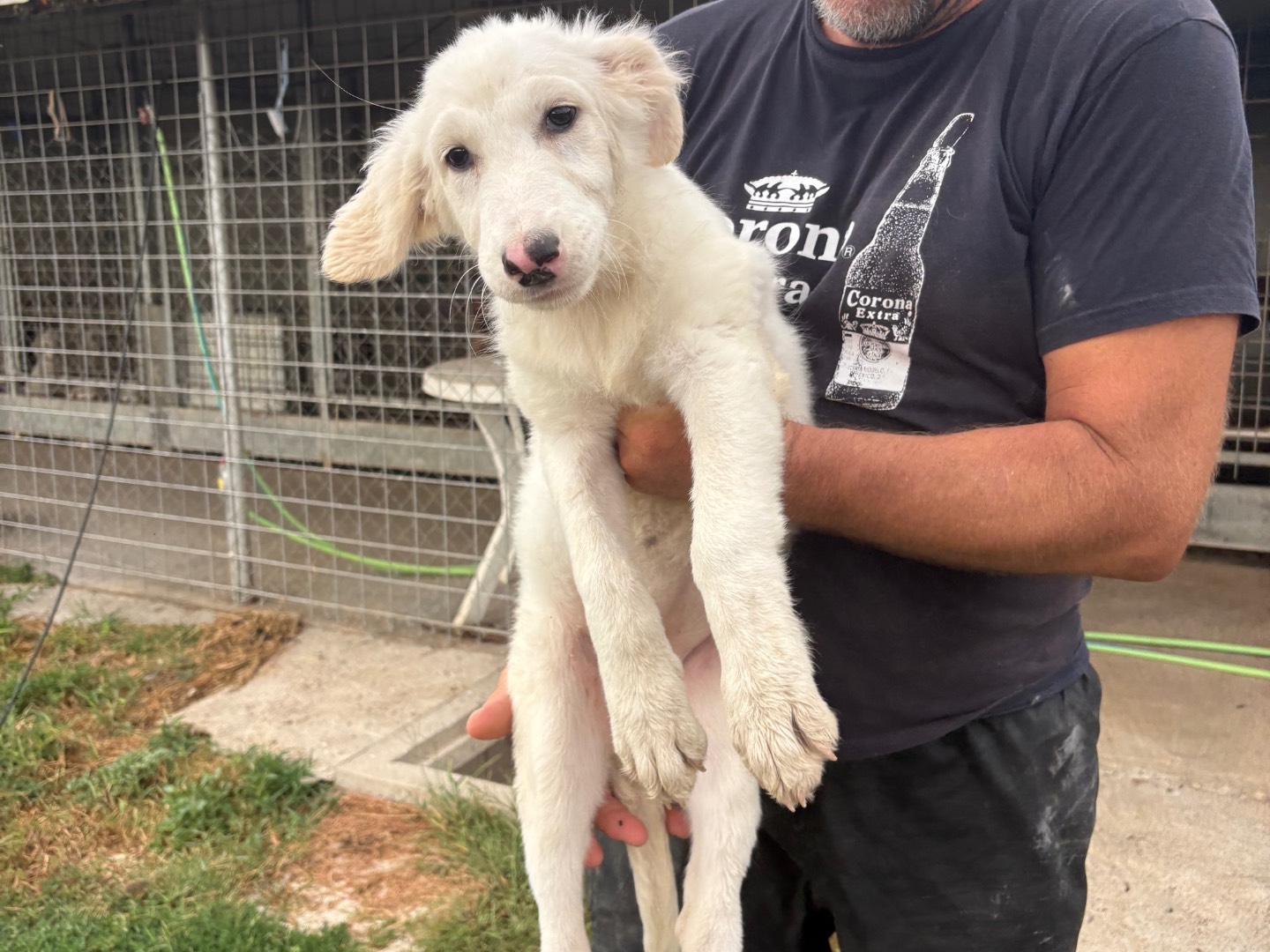 Vuoi adottare un cane a Frosinone?
