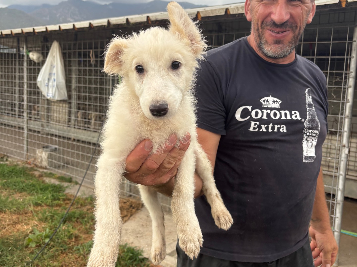 Adozione cane, maschio, Razza sconosciuta Razza sconosciuta, 2 mesi, taglia media contenuta, Frosinone