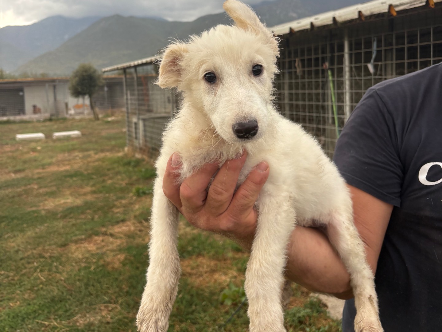 Adotta un cane, maschio, 2 mesi, Frosinone