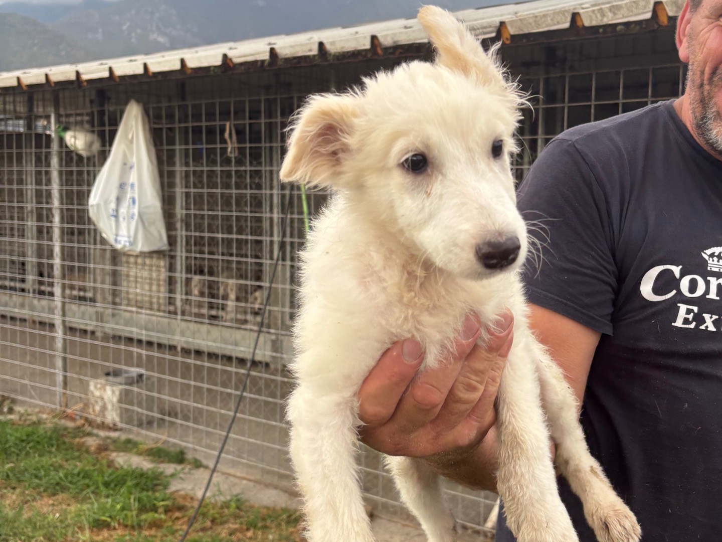 Adotta un cane, taglia media contenuta, maschio, Frosinone