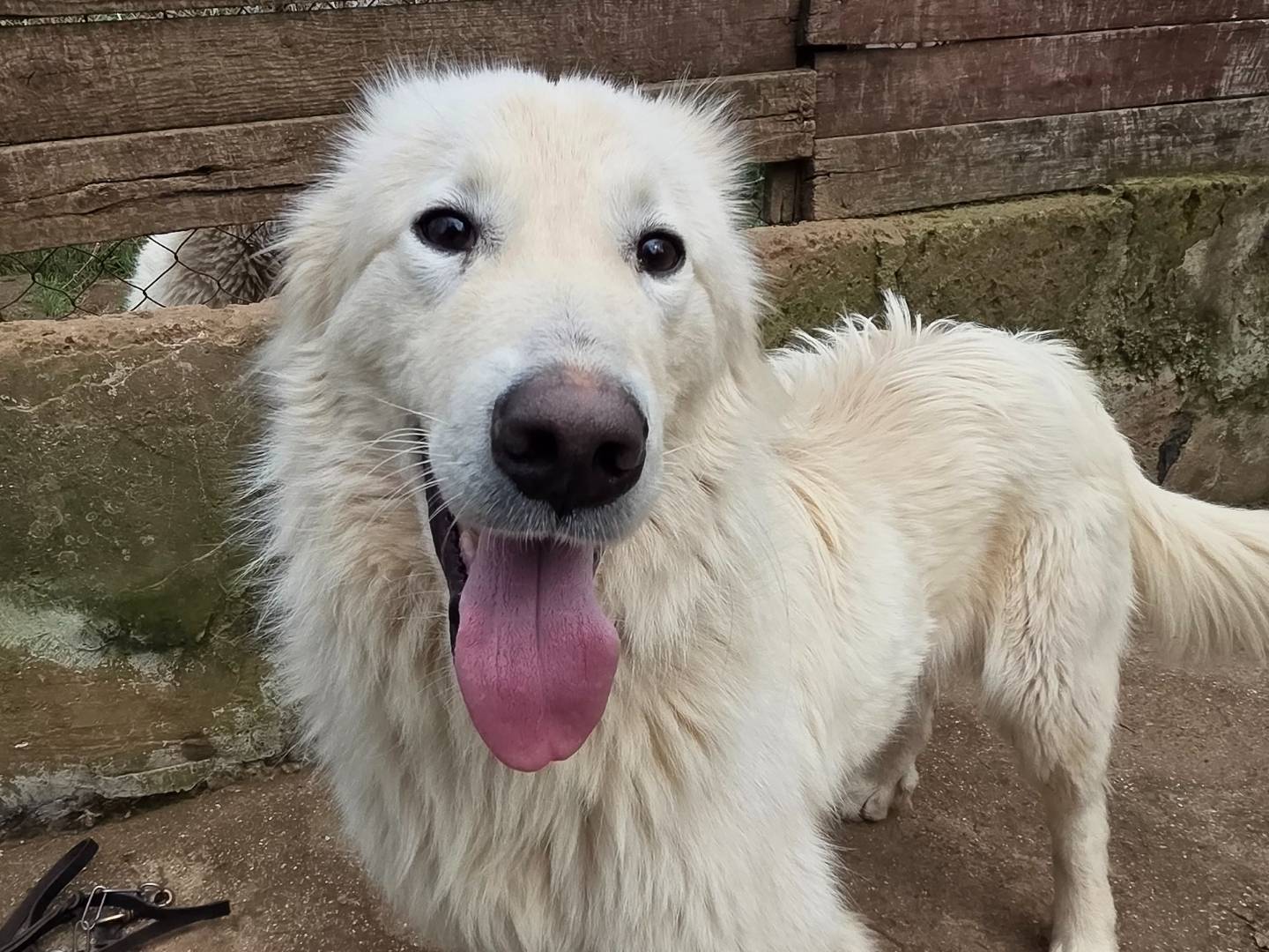 Adozione cane, maschio, Pastore maremmano Razza sconosciuta, 1 anno e 6 mesi, taglia media, Viterbo