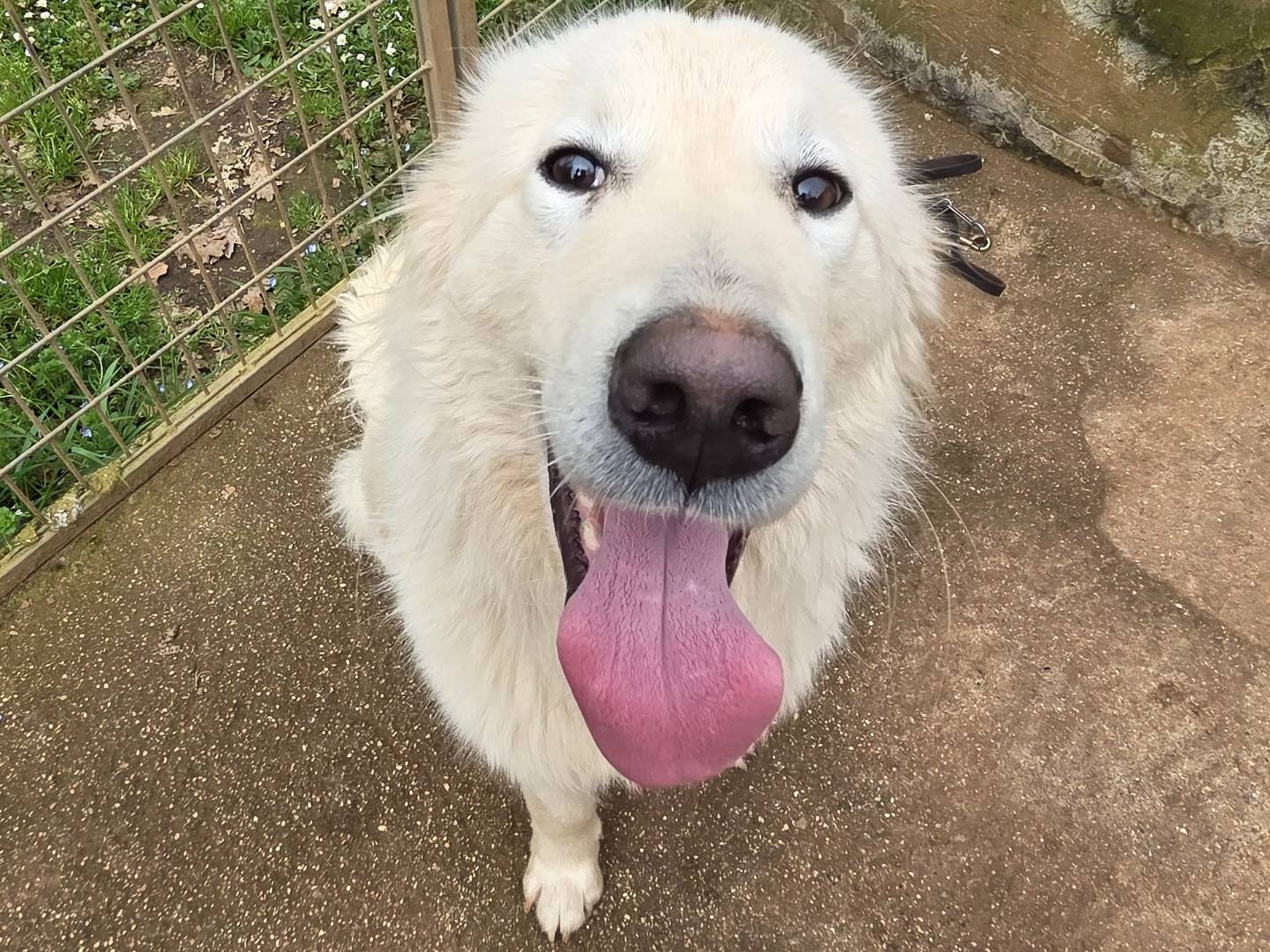 Adotta un cane, maschio, 1 anno e 6 mesi, Viterbo