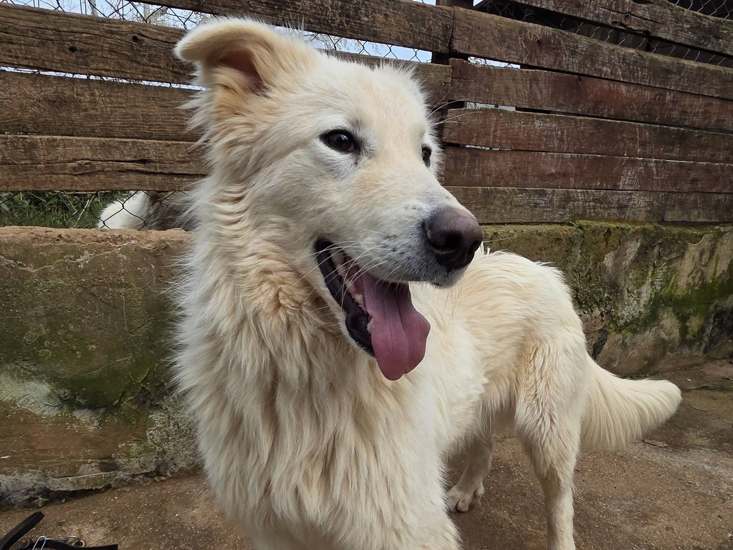 Adotta un cane, taglia media, maschio, Viterbo