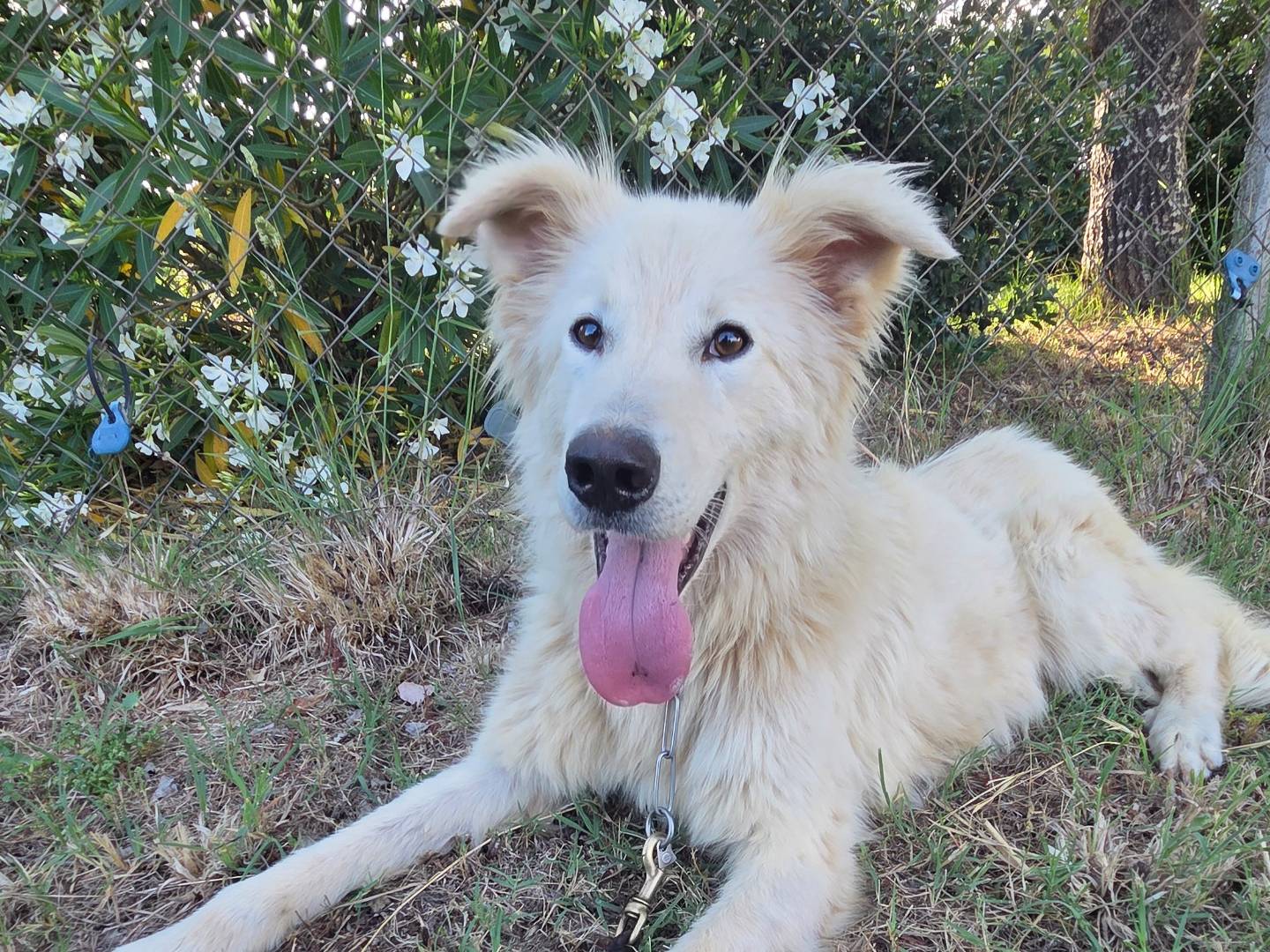 Vuoi adottare un cane a Viterbo?