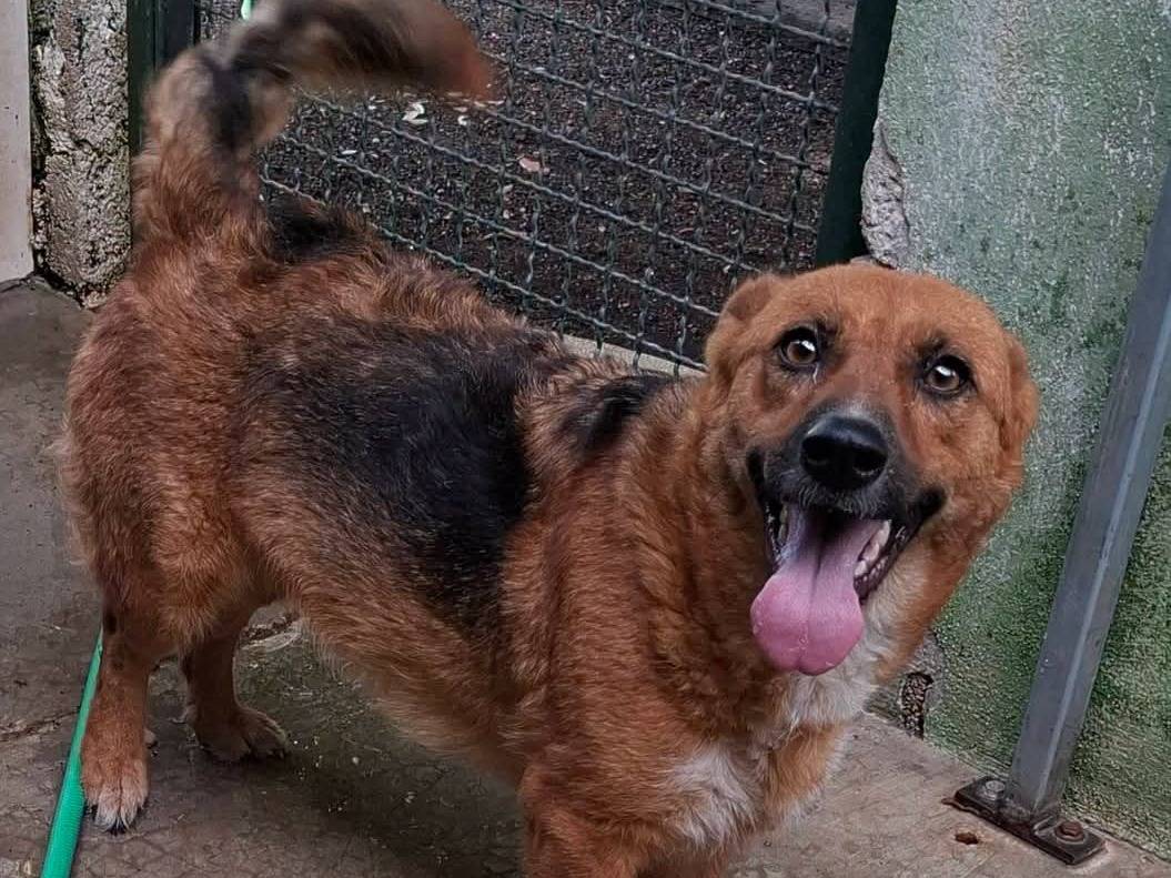 Adotta un cane, taglia piccola, femmina, Milano