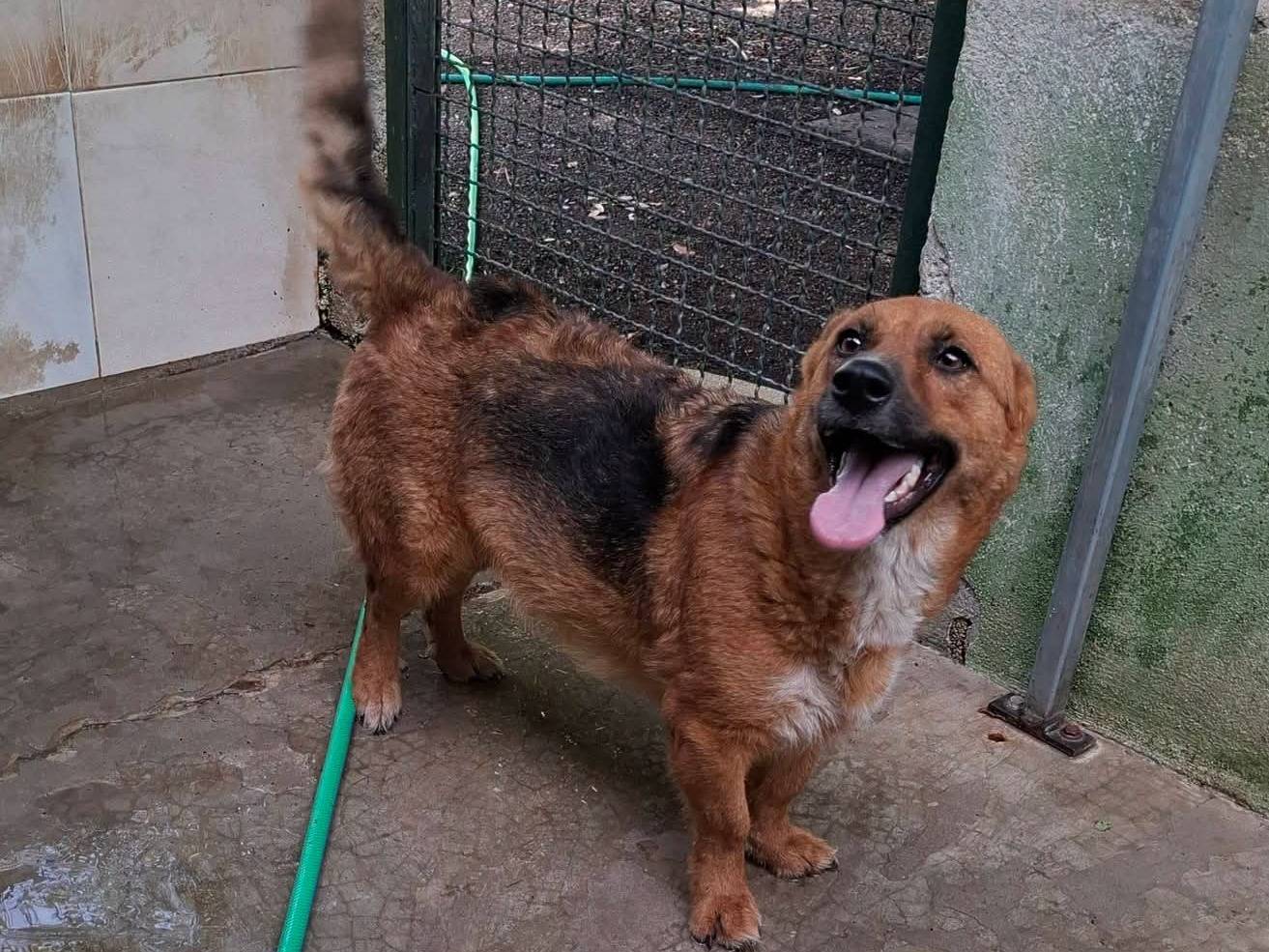 Adozione cane, femmina, Razza sconosciuta Razza sconosciuta, 3 anni e 6 mesi, taglia piccola, Milano