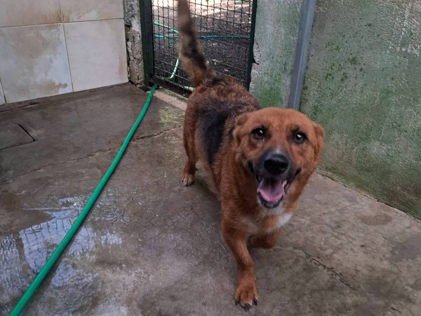 Vuoi adottare un cane a Milano?