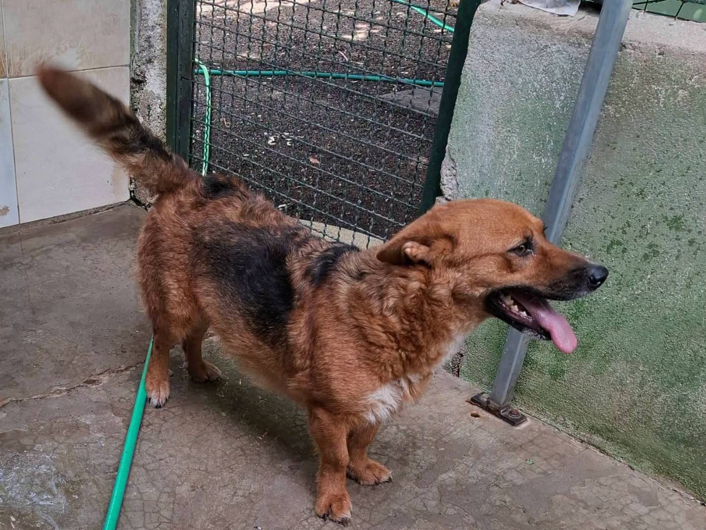 Adotta il cane Ginger a Milano
