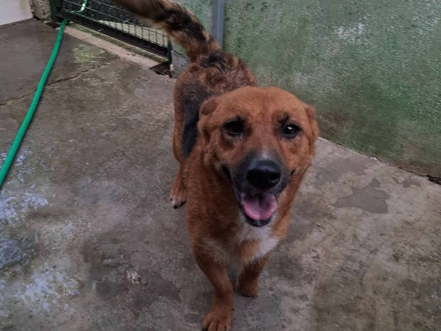Adotta un cane, femmina, 3 anni e 6 mesi, Milano
