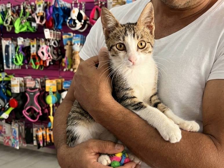 Adozione gatto, maschio, Razza sconosciuta Razza sconosciuta, 2 mesi, taglia non valida, Trapani