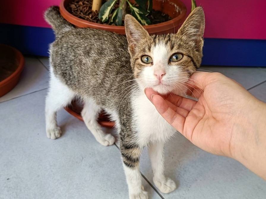Adotta un gatto, maschio, 2 mesi, Trapani