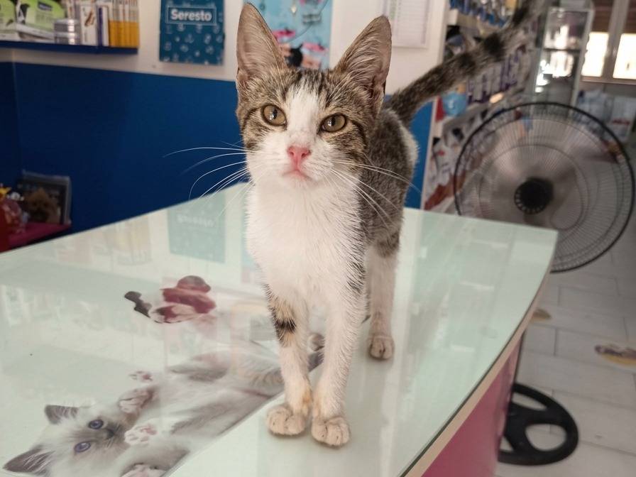 Adotta un gatto, taglia non valida, maschio, Trapani