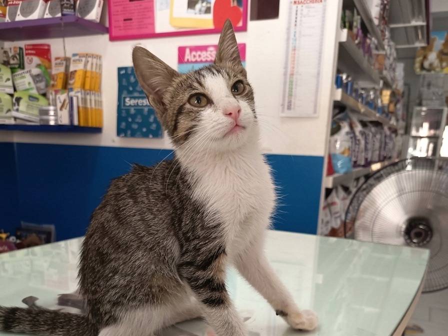Vuoi adottare un gatto a Trapani?