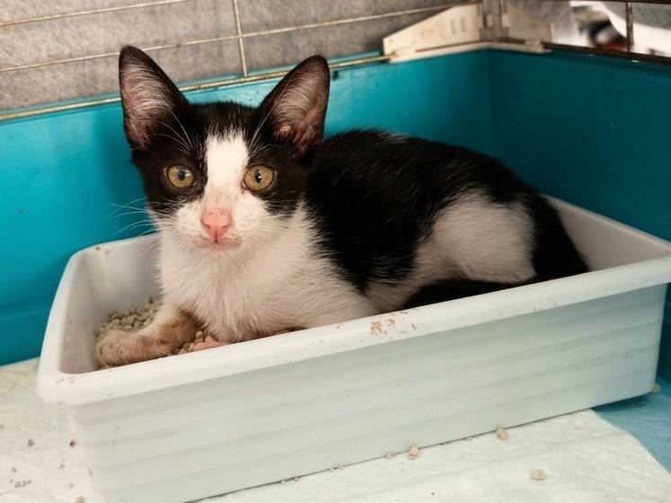 Adotta un gatto, maschio, 2 mesi, Trapani
