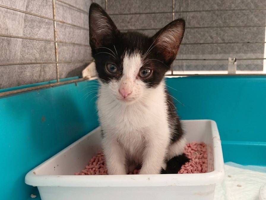 Adotta un gatto, taglia non valida, maschio, Trapani