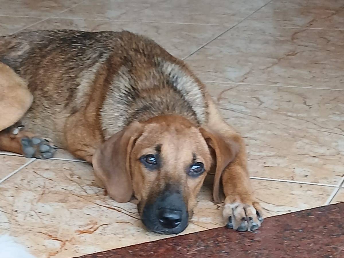 Adotta un cane, femmina, 6 mesi, Udine