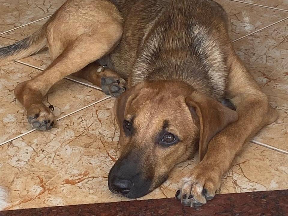 Adotta un cane, taglia grande, femmina, Udine
